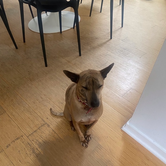 Meet your Posher, Elliot - Picture 2 of 7